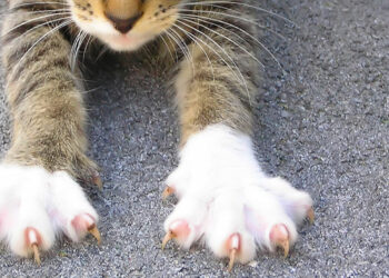 Cortar as unhas do seu gato. veja algumas dicas