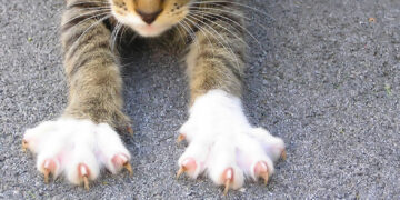 Cortar as unhas do seu gato. veja algumas dicas