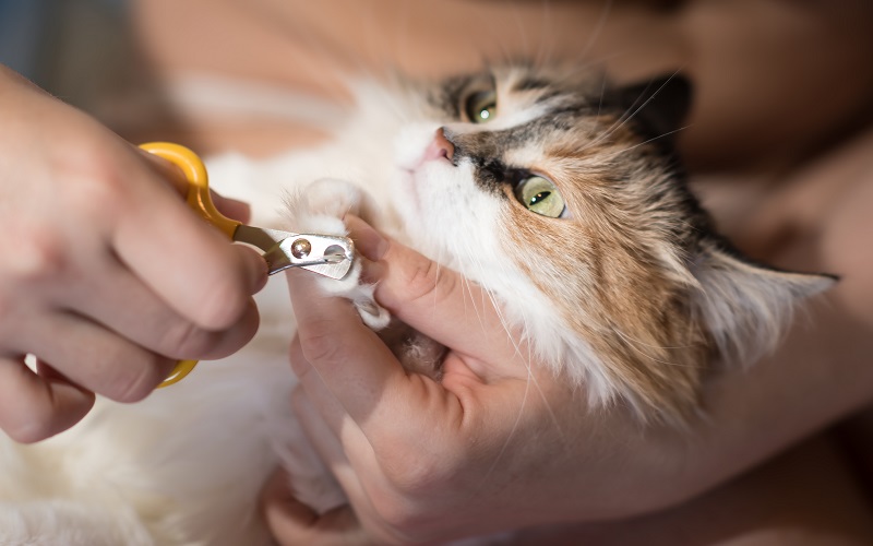 Ideal é você levar seu gato a um Petshop preparado para atender felinos. Mas se você quer encerar o desafio, siga as sugestões abaixo