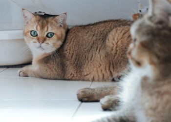 Dicas de como socializar gatos