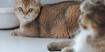 Dicas de como socializar gatos