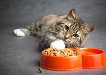 ALIMENTAÇÃO DE GATOS - DICAS E CUIDADOS