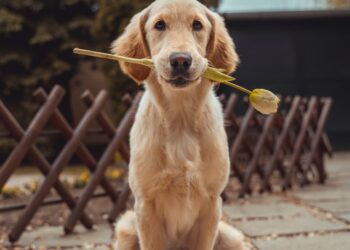 Como deixar o pelo do cachorro mais bonito e saudável