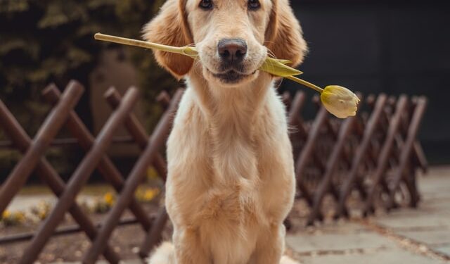 Como deixar o pelo do cachorro mais bonito e saudável