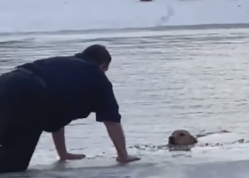 Cão é resgatado de lago congelado no Texas