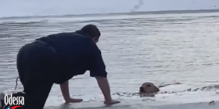 Cão é resgatado de lago congelado no Texas