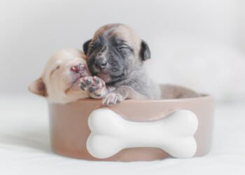 Dicas para cuidar do seu cão filhote