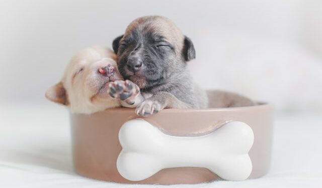 Dicas para cuidar do seu cão filhote