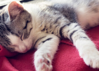 O sono ideal do gato é de 17 horas por dia em média
