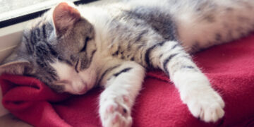 O sono ideal do gato é de 17 horas por dia em média