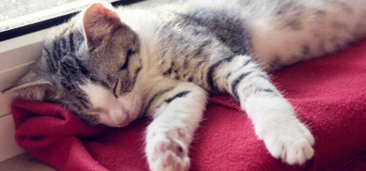 O sono ideal do gato é de 17 horas por dia em média