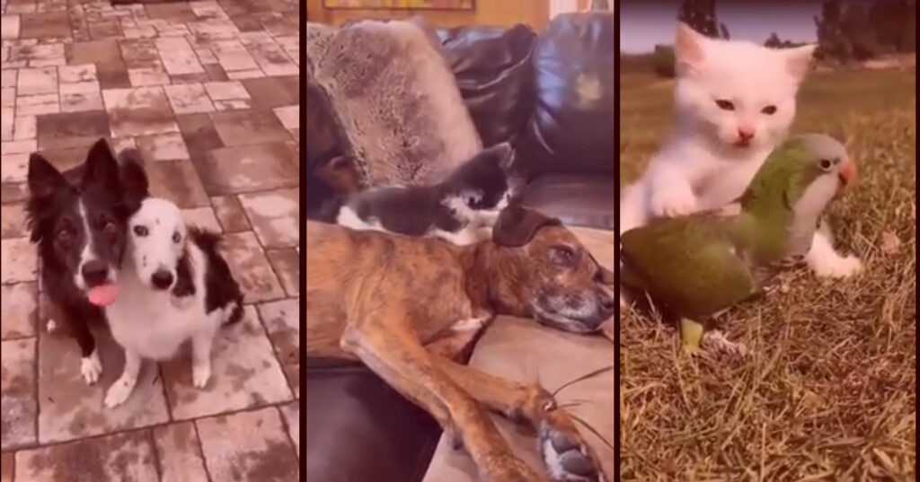 Cachorro abraçando outro cachorro, um gato cuidando do passarinho, o cachorro cuidando do gato, o coelho recebendo lambidas ... o reino animal mostra seu afeto em um vídeo incrível.
