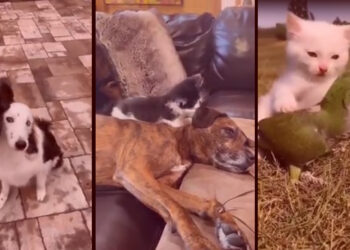 Cachorro abraçando outro cachorro, um gato cuidando do passarinho, o cachorro cuidando do gato, o coelho recebendo lambidas ... o reino animal mostra seu afeto em um vídeo incrível.