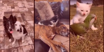 Cachorro abraçando outro cachorro, um gato cuidando do passarinho, o cachorro cuidando do gato, o coelho recebendo lambidas ... o reino animal mostra seu afeto em um vídeo incrível.