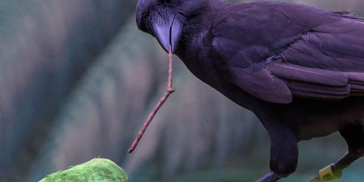 Os animais: Corvo, a ave inteligente