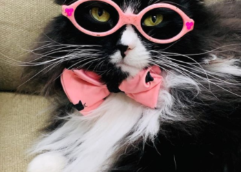 Ex-gata de rua usa óculos para ajudar na autoestima de crianças