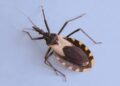 Bicho Barbeiro: transmissão oral que causa a Doença de Chagas